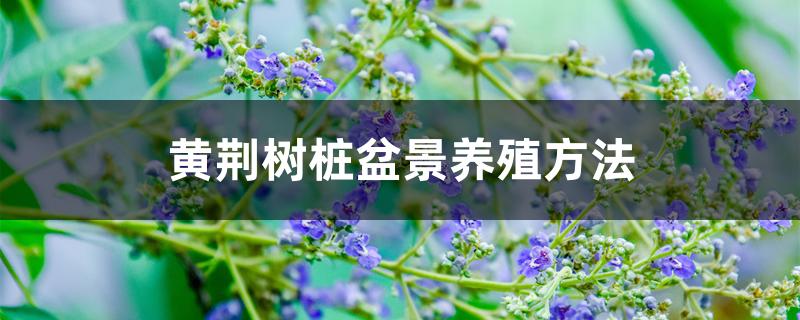 黄荆树桩盆景养殖方法