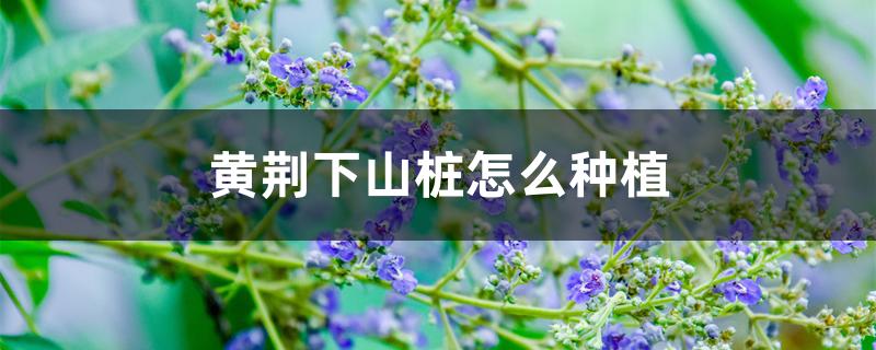 黄荆下山桩怎么种植