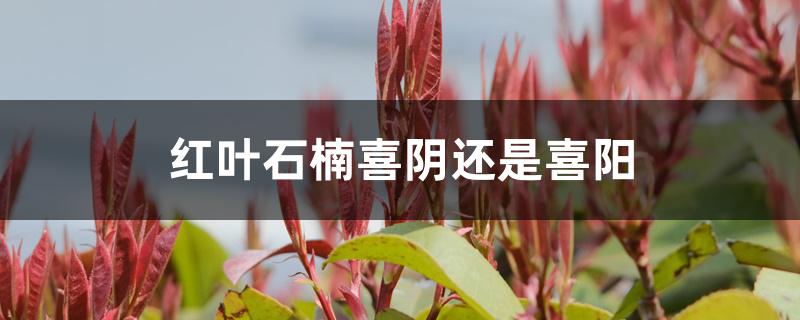 红叶石楠喜阴还是喜阳