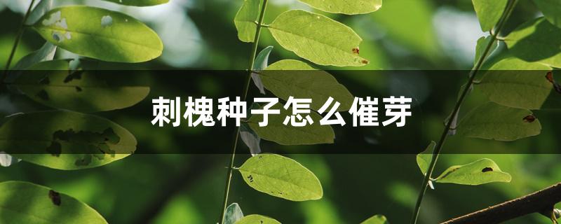 刺槐种子怎么催芽