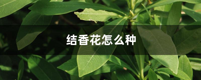 结香花怎么种