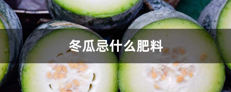 冬瓜忌什么肥料