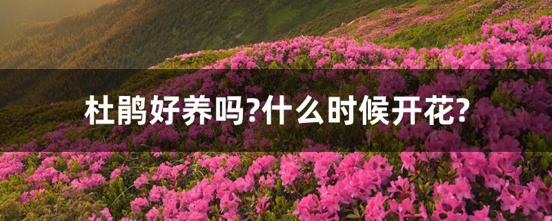 杜鹃好养吗?什么时候开花?