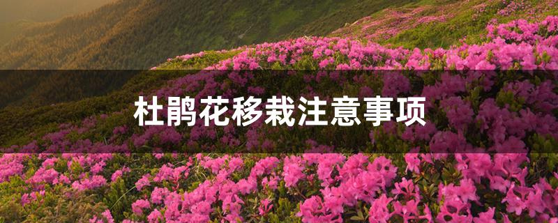 杜鹃花移栽注意事项