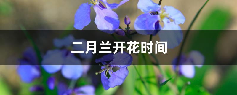 二月兰开花时间