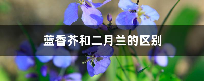 蓝香芥和二月兰的区别