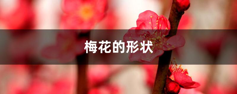 梅花的形状 梅花的形状