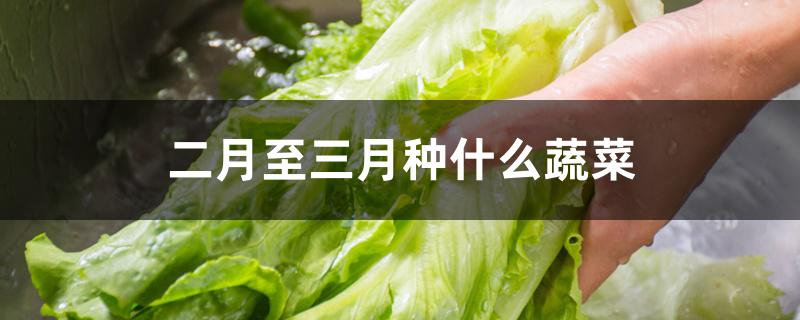 二月至三月种什么蔬菜 二月至三月种什么蔬菜
