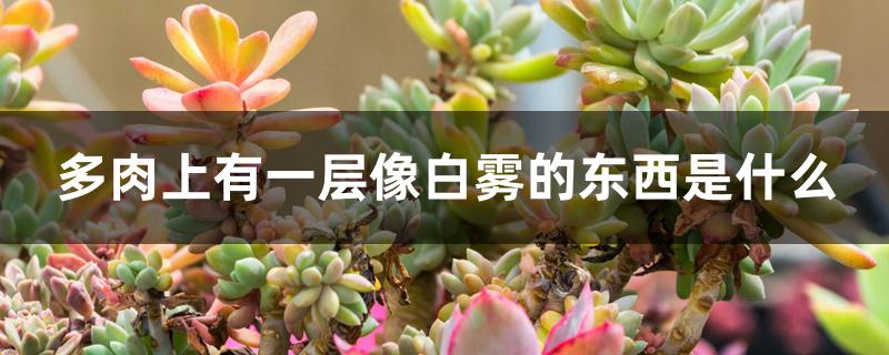 多肉上有一层像白雾的东西是什么