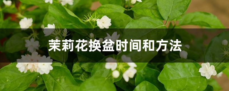 茉莉花换盆时间和方法