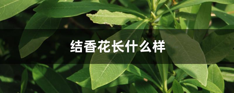 结香花长什么样