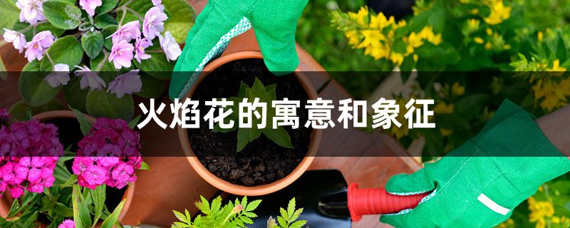 火焰花的寓意和象征 火焰花的寓意和象征
