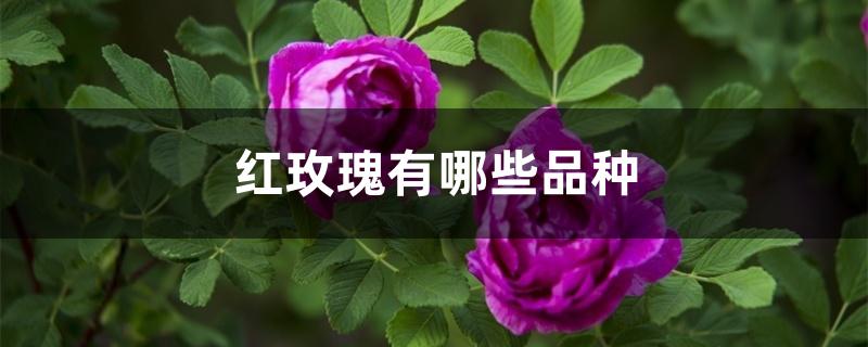 红玫瑰有哪些品种 红玫瑰有哪些品种
