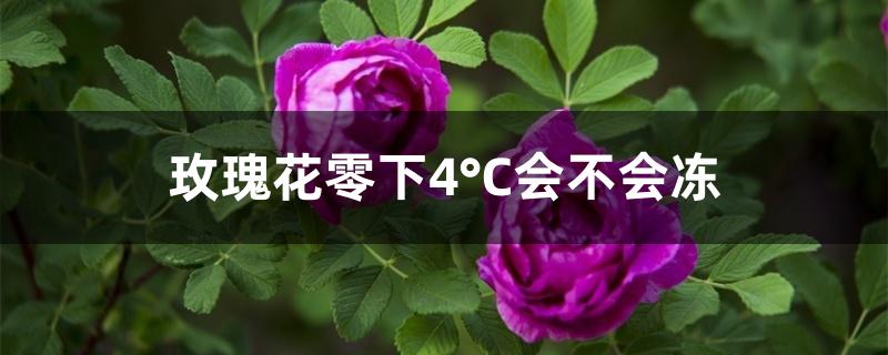 玫瑰花零下4°C会不会冻