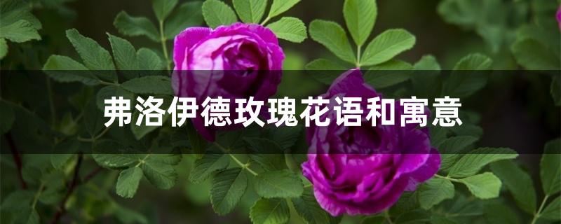 弗洛伊德玫瑰花语和寓意