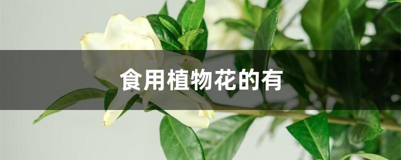 食用植物花的有 食用植物花的有