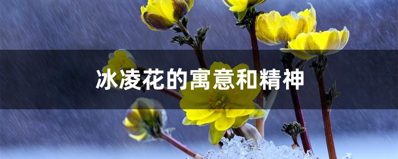 冰凌花的寓意和精神