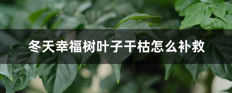 冬天幸福树叶子干枯怎么补救