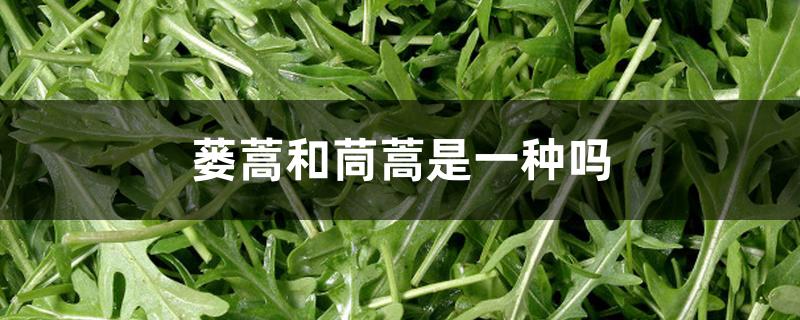 蒌蒿和茼蒿是一种吗 蒌蒿和茼蒿是一种吗
