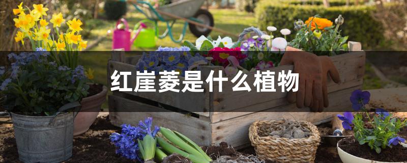 红崖菱是什么植物