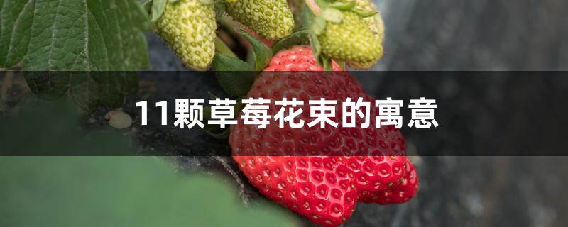 11颗草莓花束的寓意