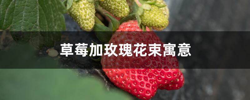 草莓加玫瑰花束寓意