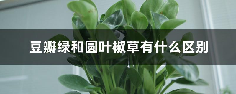 豆瓣绿和圆叶椒草有什么区别