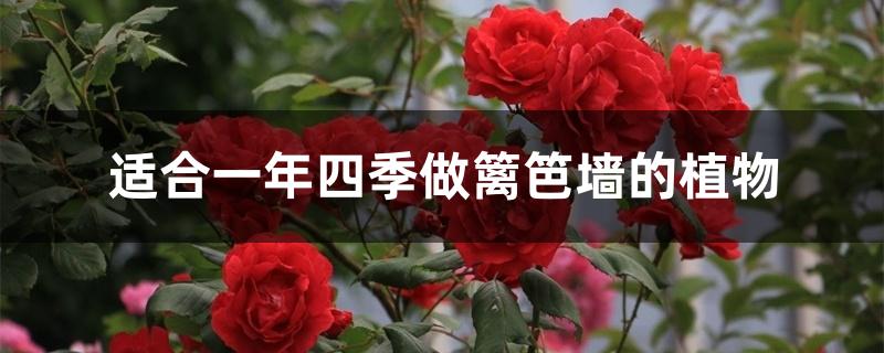 适合一年四季做篱笆墙的植物