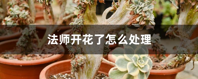 法师开花了怎么处理 法师开花了怎么处理