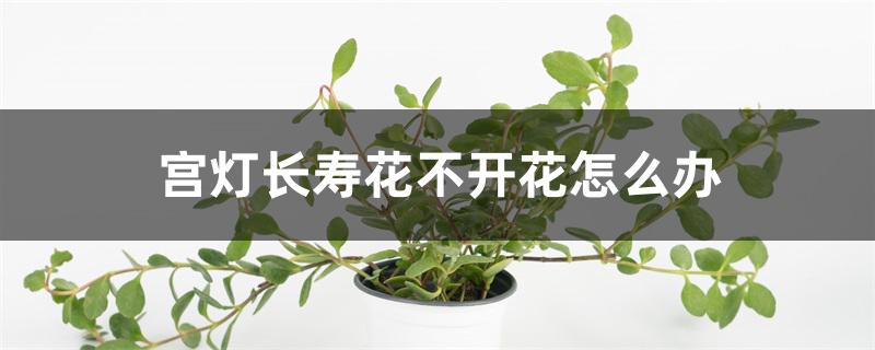 宫灯长寿花不开花怎么办