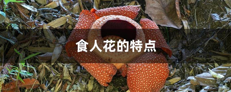 食人花的特点