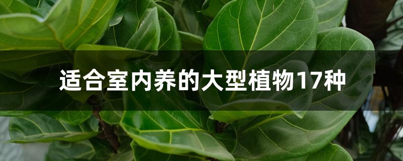 适合室内养的大型植物17种