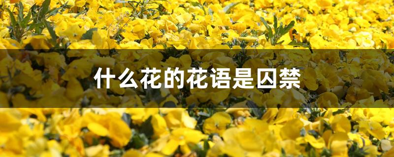 什么花的花语是囚禁