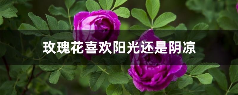 玫瑰花喜欢阳光还是阴凉