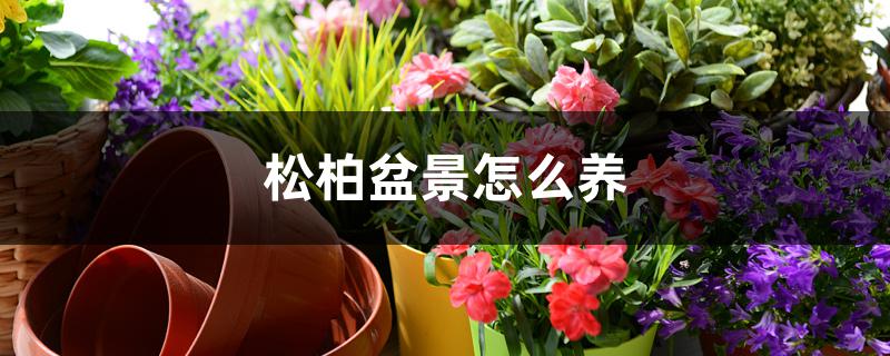 松柏盆景怎么养