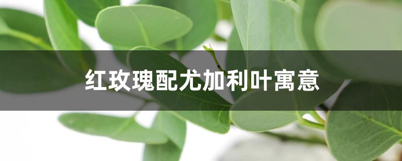 红玫瑰配尤加利叶寓意