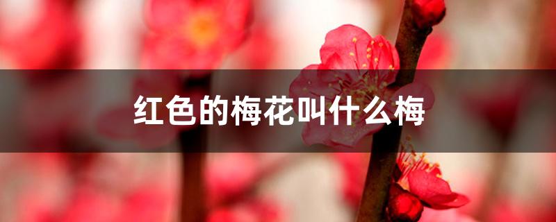 红色的梅花叫什么梅