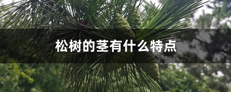 松树的茎有什么特点