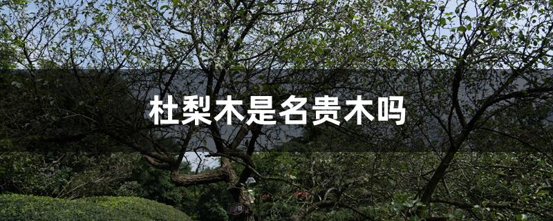 杜梨木是名贵木吗