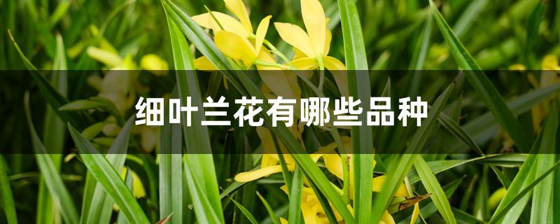 细叶兰花有哪些品种