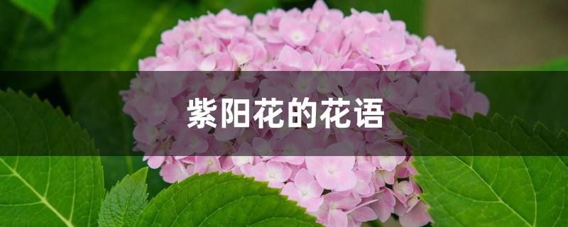 紫阳花的花语