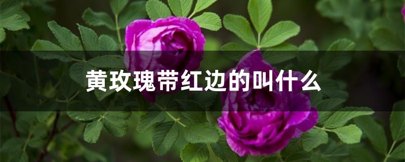 黄玫瑰带红边的叫什么