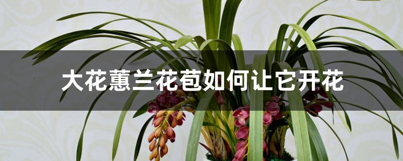 大花蕙兰花苞如何让它开花