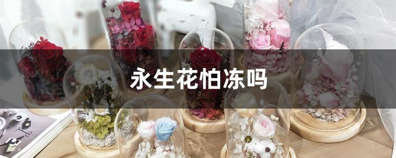 永生花怕冻吗 永生花怕冻吗