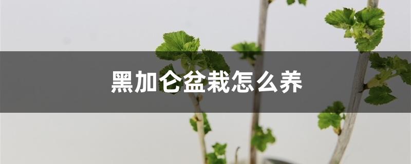 黑加仑盆栽怎么养