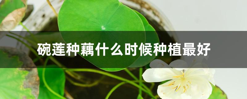 碗莲种藕什么时候种植最好 碗莲种藕什么时候种植最好