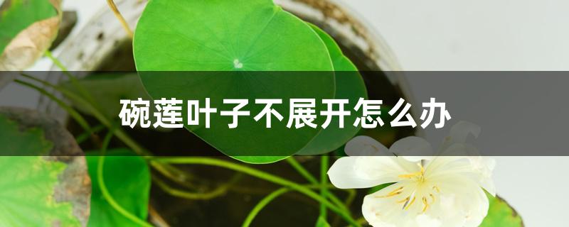 碗莲叶子不展开怎么办 碗莲叶子不展开怎么办