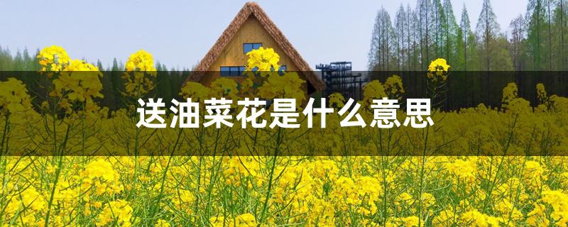 送油菜花是什么意思