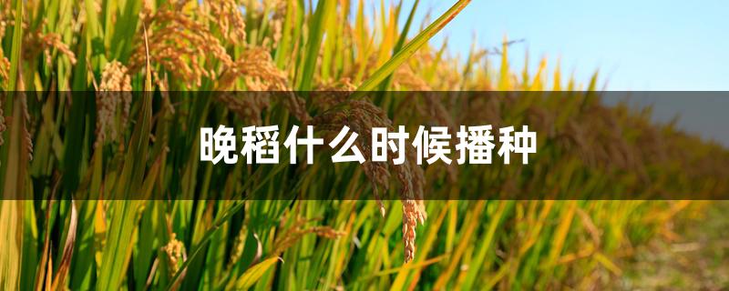 晚稻什么时候播种 晚稻什么时候播种