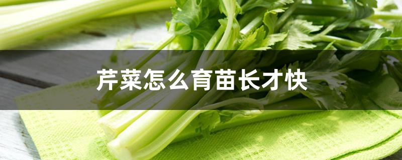 芹菜怎么育苗长才快